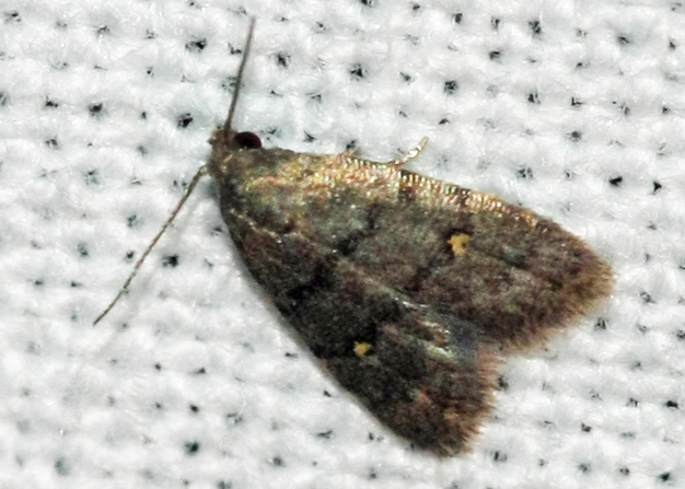 Small moth of Crete (Greece) on 26/09/2012; Species name?